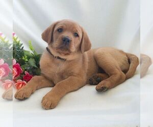 Labrador Retriever Puppy for sale in GREEN PARK, PA, USA