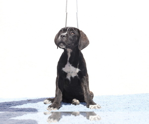Cane Corso Puppy for sale in Potoceni, Buzau, Romainia