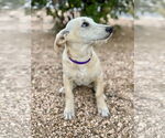 Small #11 Dachshund Mix
