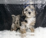 Puppy Prince F1 YorkiePoo