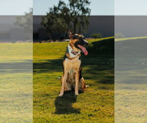 STORM #3 - Female Mutt Dog for Adoption - Photo #2