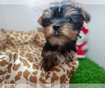 Small Photo #4 Yorkshire Terrier Puppy For Sale in CHICAGO, IL, USA