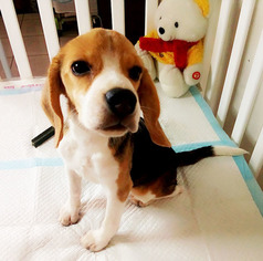 Beagle Puppy for sale in SAN FRANCISCO, CA, USA