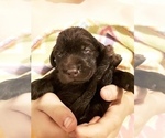 Small Photo #9 Goldendoodle-Labrador Retriever Mix Puppy For Sale in KALISPELL, MT, USA