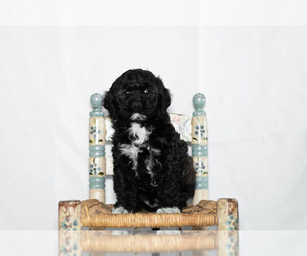 Medium Photo #1 Cockapoo Puppy For Sale in NAPPANEE, IN, USA