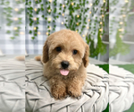 Puppy Lacey Maltipoo
