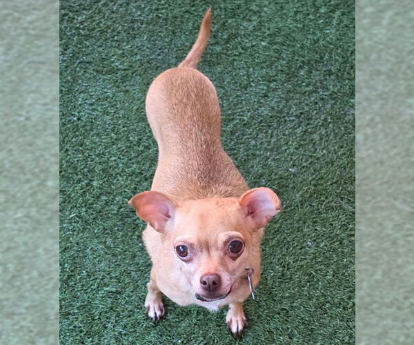 Medium Photo #5 Chihuahua Puppy For Sale in Chino Hills, CA, USA