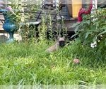 Small #2 French Bulldog