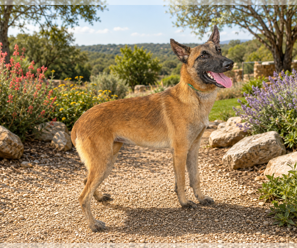 Medium Photo #2 Mutt Puppy For Sale in PIPE CREEK, TX, USA