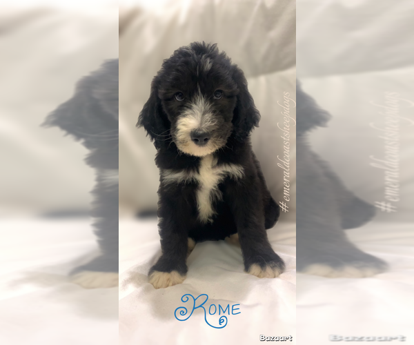 Medium Photo #1 Sheepadoodle Puppy For Sale in CENTURY, FL, USA