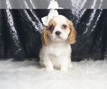 Small #1 Cavalier King Charles Spaniel