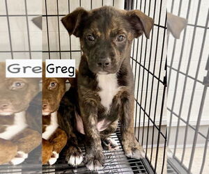 Boxador Dogs for adoption in GILBERTS, IL, USA
