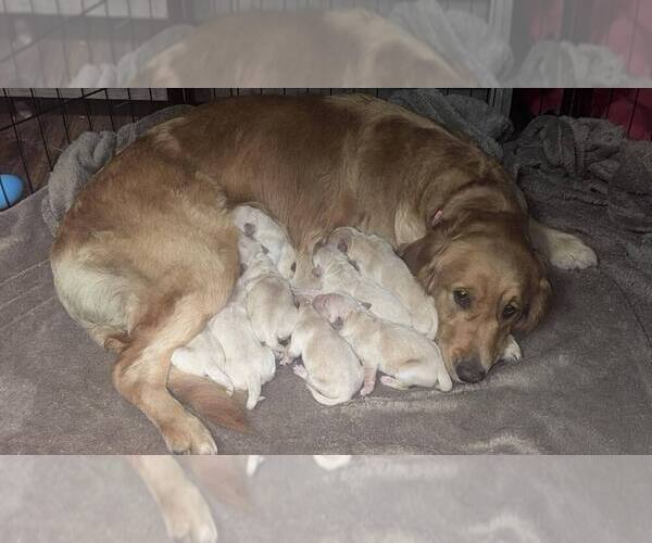 Medium Photo #16 English Cream Golden Retriever-Golden Retriever Mix Puppy For Sale in AUSTIN, IN, USA