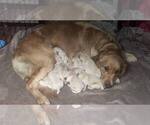 Small #15 English Cream Golden Retriever-Golden Retriever Mix
