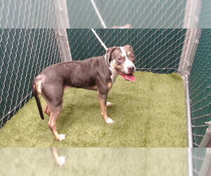 Mutt Dogs for adoption in Downey, CA, USA