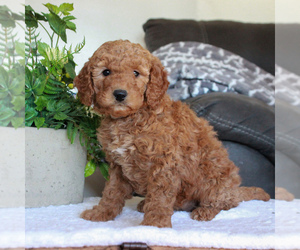 Labradoodle-Poodle (Miniature) Mix Puppy for sale in GORDONVILLE, PA, USA