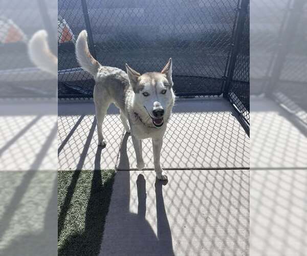 Medium Photo #3 Siberian Husky-Unknown Mix Puppy For Sale in Elk Grove, CA, USA