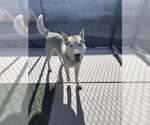 Small #2 Siberian Husky Mix