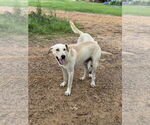 Small Labrador Retriever Mix