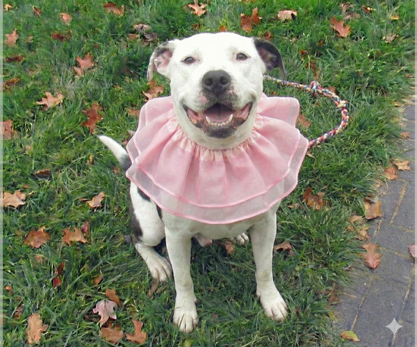 Medium Photo #6 American Pit Bull Terrier-Unknown Mix Puppy For Sale in Grovertown, IN, USA