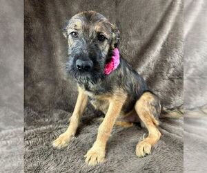 German Shepherd Dog-Unknown Mix Dogs for adoption in Grafton, WI, USA
