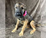 Small German Shepherd Dog Mix