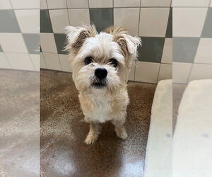 Maxwell - Male Mutt Dog for Adoption - Photo #2