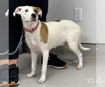 Small #1 Beagle Mix