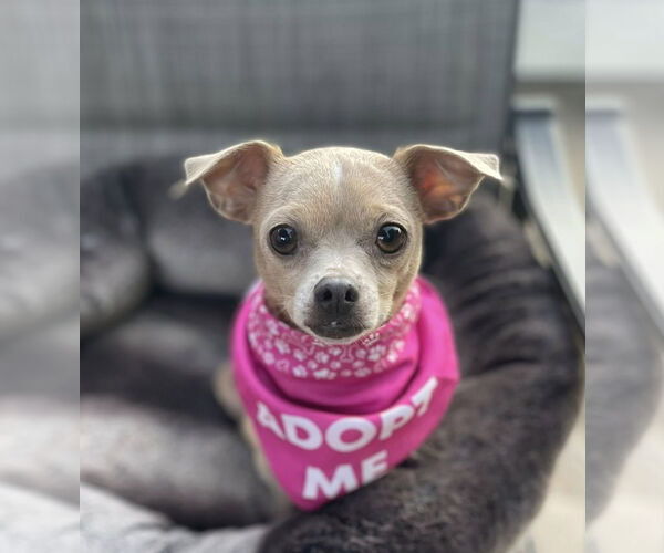 Medium Photo #1 Chihuahua-Unknown Mix Puppy For Sale in Rochester, NY, USA