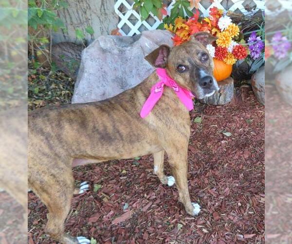 Medium Photo #1 Mutt Puppy For Sale in Oklahoma City, OK, USA