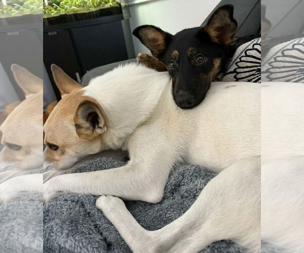 Medium Photo #3 Mutt Puppy For Sale in Sandy, UT, USA