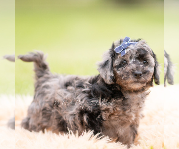 Medium Photo #3 Goldendoodle (Miniature) Puppy For Sale in WARSAW, IN, USA