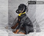 Small #6 Doberman Pinscher