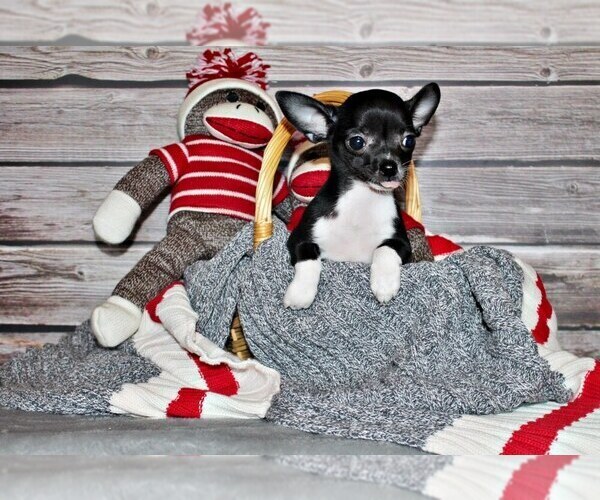 Medium Photo #5 Chihuahua Puppy For Sale in CHARLESTON, AR, USA