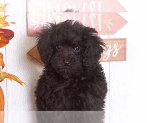 Medium Poodle (Toy)