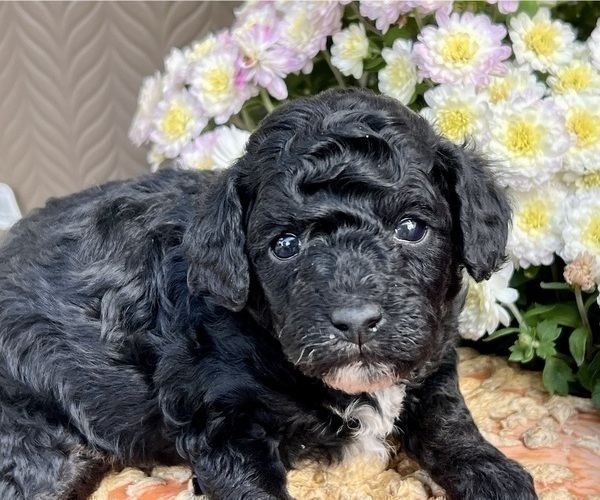 Medium Photo #5 Poodle (Miniature) Puppy For Sale in DUNDEE, OH, USA