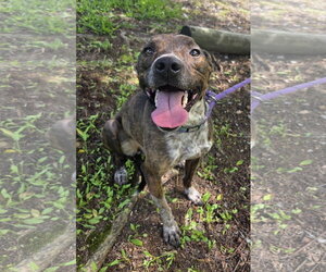 Mary Ellen - Female Mountain Cur-Unknown Mix Dog for Adoption - Photo #4