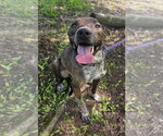 Small Photo #4 Mountain Cur-Unknown Mix Puppy For Sale in Attalka, AL, USA