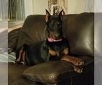 Small Photo #10 Doberman Pinscher Puppy For Sale in DRUMRIGHT, OK, USA