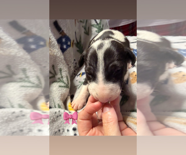 Medium Photo #1 Bull Terrier Puppy For Sale in DECATUR, TN, USA