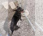 Small #1 Rat Terrier Mix