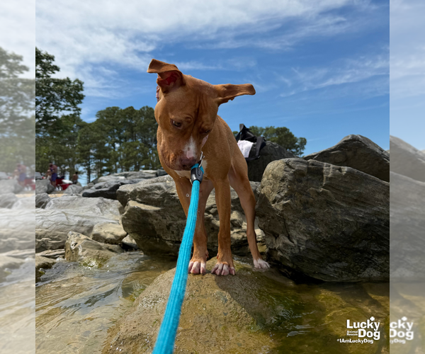 Medium Photo #11 Labrador Retriever-Unknown Mix Puppy For Sale in Washington, DC, USA
