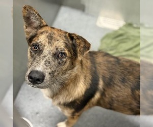 Shadow - Male Mutt Dog for Adoption - Photo #3