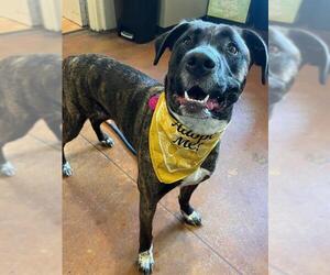 German Shorthaired Pointer-Unknown Mix Dogs for adoption in Louisville, KY, USA