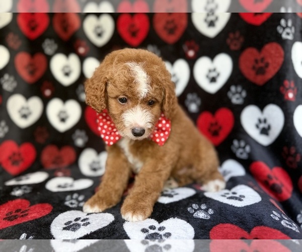 Medium Photo #4 Cavapoo Puppy For Sale in LAKELAND, FL, USA
