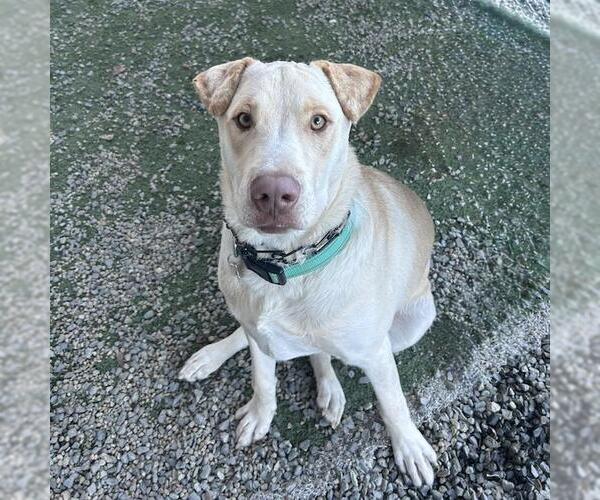 Medium Photo #3 Labrador Retriever-Unknown Mix Puppy For Sale in San Diego, CA, USA