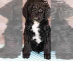 Puppy Murphy Poodle (Standard)