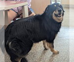 Small #1 Mutt