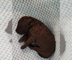 Small Photo #29 Poodle (Standard) Puppy For Sale in CLAYTON, WA, USA