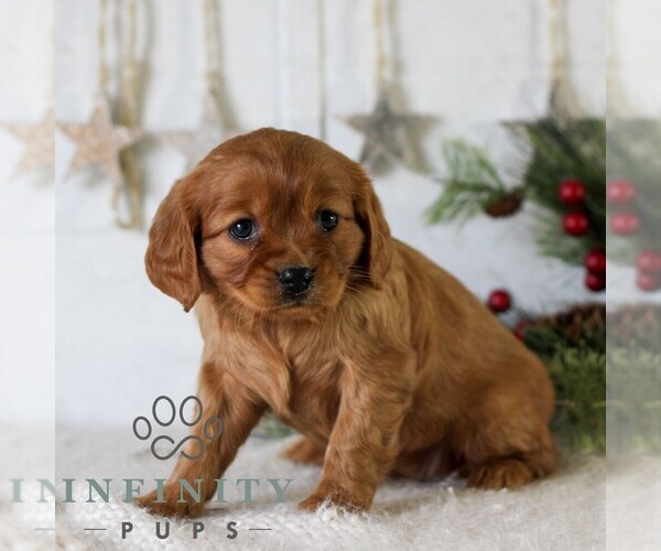 Medium Photo #4 Golden Retriever Puppy For Sale in LITITZ, PA, USA